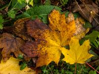 Herbstliche Ahornblattfärbung